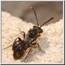 Nomada furva sheppardana - Wespenbiene 04 5mm.jpg